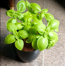 Load image into Gallery viewer, Italian Basil Seed Starter Grow Kit – Pack of 6 | DIY Gardening Kit for Home & Garden | Easy Grow-it-Yourself Set for Beginners | Perfect Eco-Friendly Gift