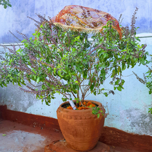 Load image into Gallery viewer, Holy Tulsi Seed Starter Grow Kit – Pack of 6 | DIY Easy Grow-it-Yourself Gardening Kit for Home and Garden | A Complete Beginner Gardeners Gardening Set