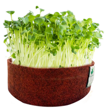 Load image into Gallery viewer, Sow and Grow Microgreens Grow Kit: Alfa Alfa and Red Amaranth - Grow 2 Microgreens | Easy to Use Kit for Beginner Gardeners