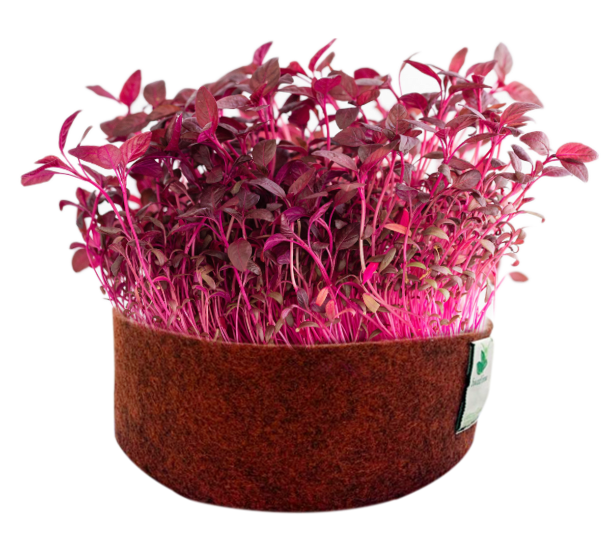 Sow and Grow Microgreens Grow Kit: Alfa Alfa and Red Amaranth - Grow 2 Microgreens | Easy to Use Kit for Beginner Gardeners