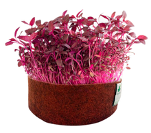 Load image into Gallery viewer, Sow and Grow Microgreens Grow Kit: Alfa Alfa and Red Amaranth - Grow 2 Microgreens | Easy to Use Kit for Beginner Gardeners