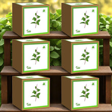Load image into Gallery viewer, Holy Tulsi Seed Starter Grow Kit – Pack of 6 | DIY Easy Grow-it-Yourself Gardening Kit for Home and Garden | A Complete Beginner Gardeners Gardening Set
