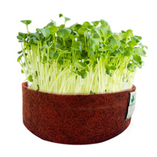 Load image into Gallery viewer, Microgreens Grow Kit: Alfa Alfa 30 grams || Easy to Use Kit for Beginner Gardeners