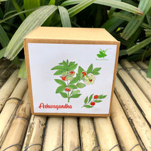 Load image into Gallery viewer, Sow and Grow DIY Gardening Kit of Ashwagandha | Grow it Yourself Seed Starter Grow Kit of Medicinal Plants for Beginner Gardeners