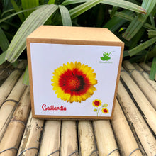 Load image into Gallery viewer, Sow and Grow DIY Gardening Kit of Gaillardia Flowers || | Best suited for 25-40 degrees temperatures