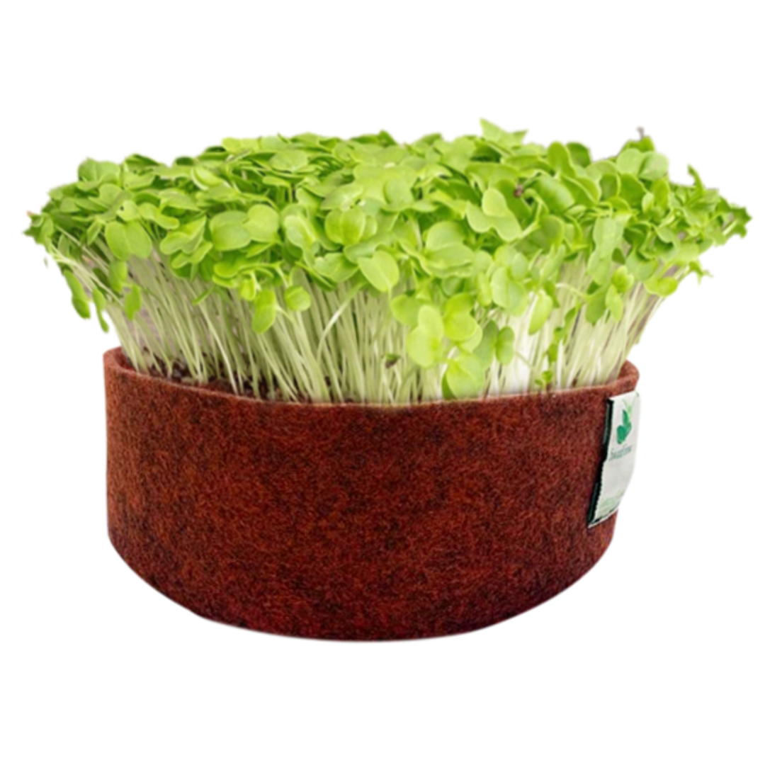 Microgreens Grow Kit: Mustard 20 grams || Easy to Use Kit for Beginner Gardeners