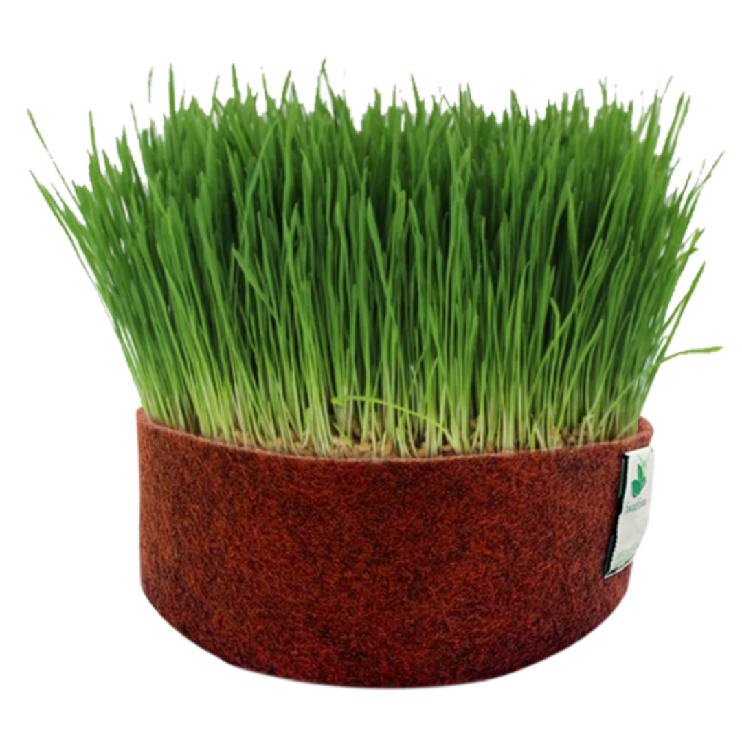 Microgreens Grow Kit: Wheatgrass 100 grams || Easy to Use Kit for Beginner Gardeners