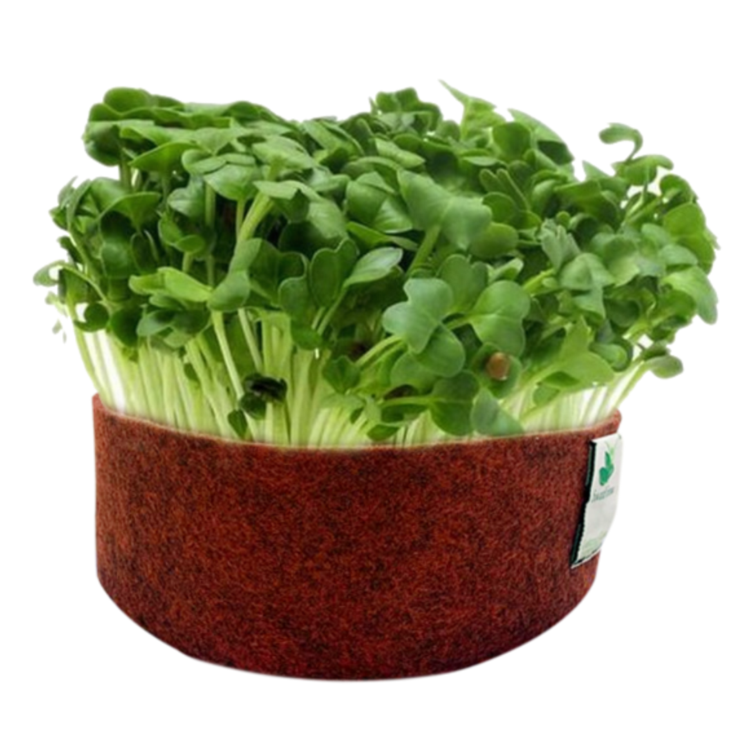 Microgreens Grow Kit: White Radish 25 grams || Easy to Use Kit for Beginner Gardeners