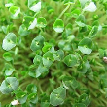 Load image into Gallery viewer, Microgreens Grow Kit: Chia 25 grams || Easy to Use Kit for Beginner Gardeners