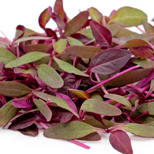 Load image into Gallery viewer, Microgreens Grow Kit: Red Amaranth 20 grams || Easy to Use Kit for Beginner Gardeners

