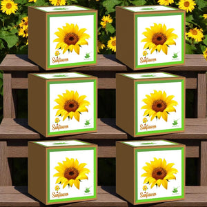 Sunflower Seed Starter Grow Kit – Pack of 6 | DIY Easy Grow-it-Yourself Gardening Kit for Home and Garden | A Complete Beginner Gardeners Gardening Set