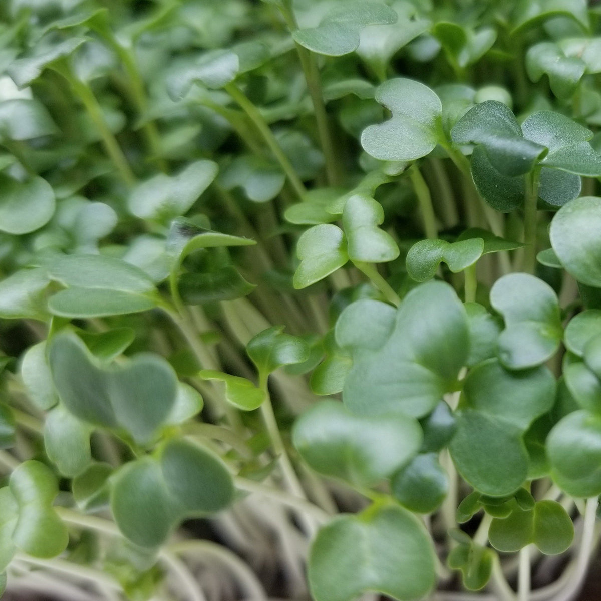 Sow and Grow Microgreens Grow Kit: Sunflower and Broccoli - Grow 2 Microgreens | Easy to Use Kit for Beginner Gardeners