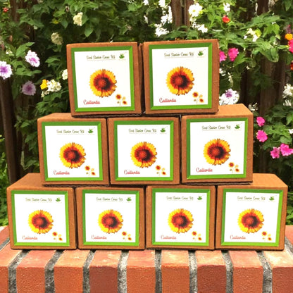 Mini Gaillardia Flower Grow Kits – Set of 9 | Eco-Friendly DIY Gardening Gift Pack for Kids & Adults | Return Gift Ideas