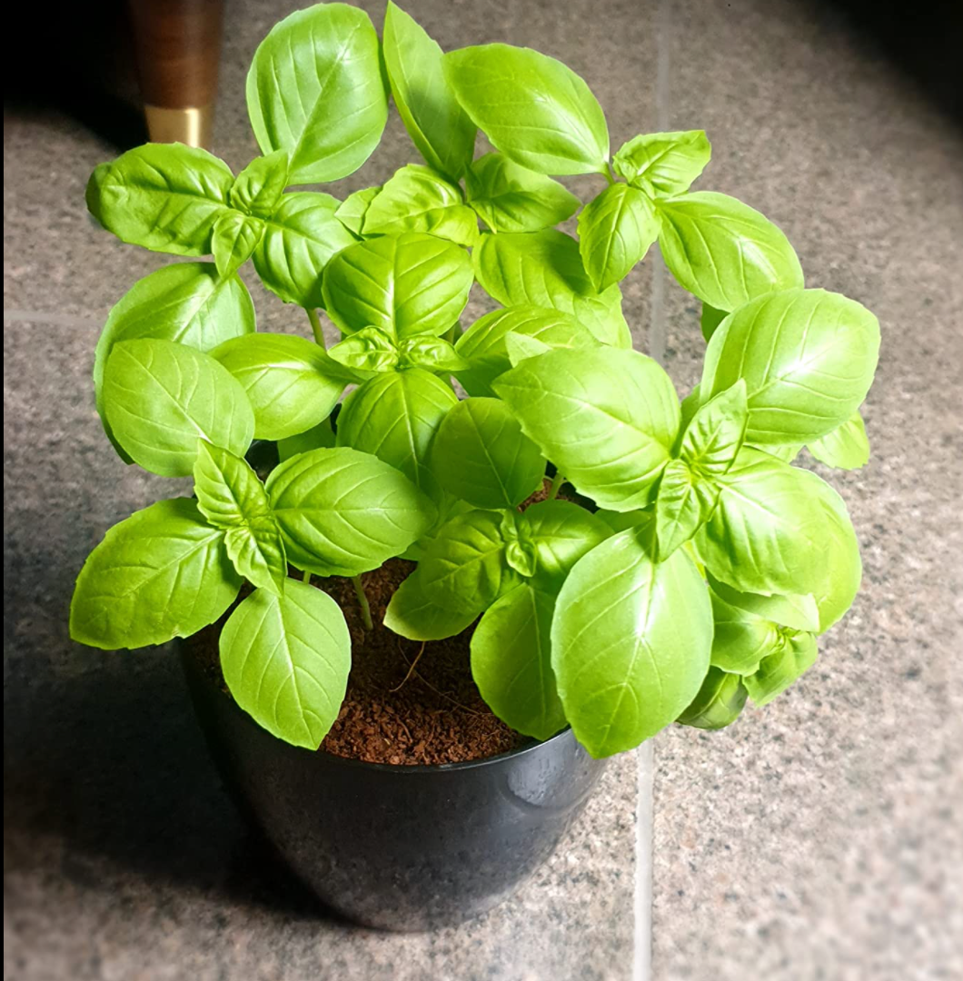 Italian Basil Seed Starter Grow Kit – Pack of 6 | DIY Gardening Kit for Home & Garden | Easy Grow-it-Yourself Set for Beginners | Perfect Eco-Friendly Gift
