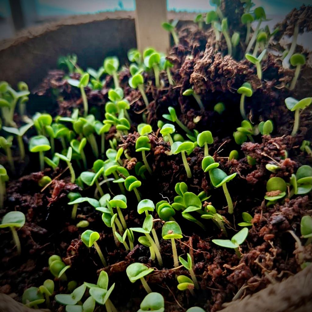 Italian Basil Seed Starter Grow Kit – Pack of 6 | DIY Gardening Kit for Home & Garden | Easy Grow-it-Yourself Set for Beginners | Perfect Eco-Friendly Gift