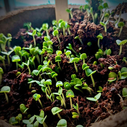 Italian Basil Seed Starter Grow Kit – Pack of 6 | DIY Gardening Kit for Home & Garden | Easy Grow-it-Yourself Set for Beginners | Perfect Eco-Friendly Gift