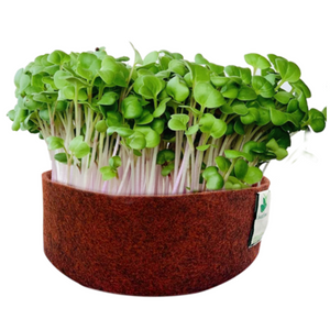 Sow and Grow Microgreens Grow Kit: Pink Radish and Mustard - Grow 2 Microgreens | Easy to Use Kit for Beginner Gardeners