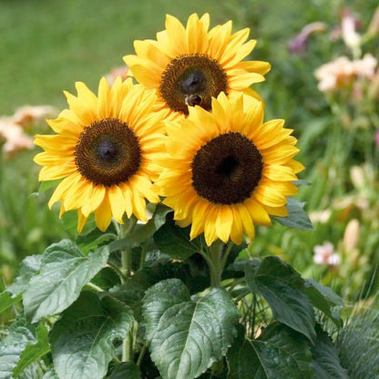 Sunflower Seed Starter Grow Kit – Pack of 6 | DIY Easy Grow-it-Yourself Gardening Kit for Home and Garden | A Complete Beginner Gardeners Gardening Set