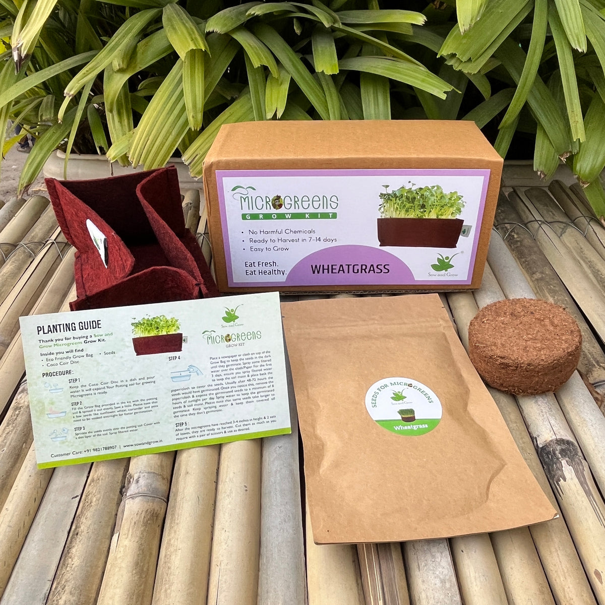 Microgreens Grow Kit: Wheatgrass 100 grams || Easy to Use Kit for Beginner Gardeners