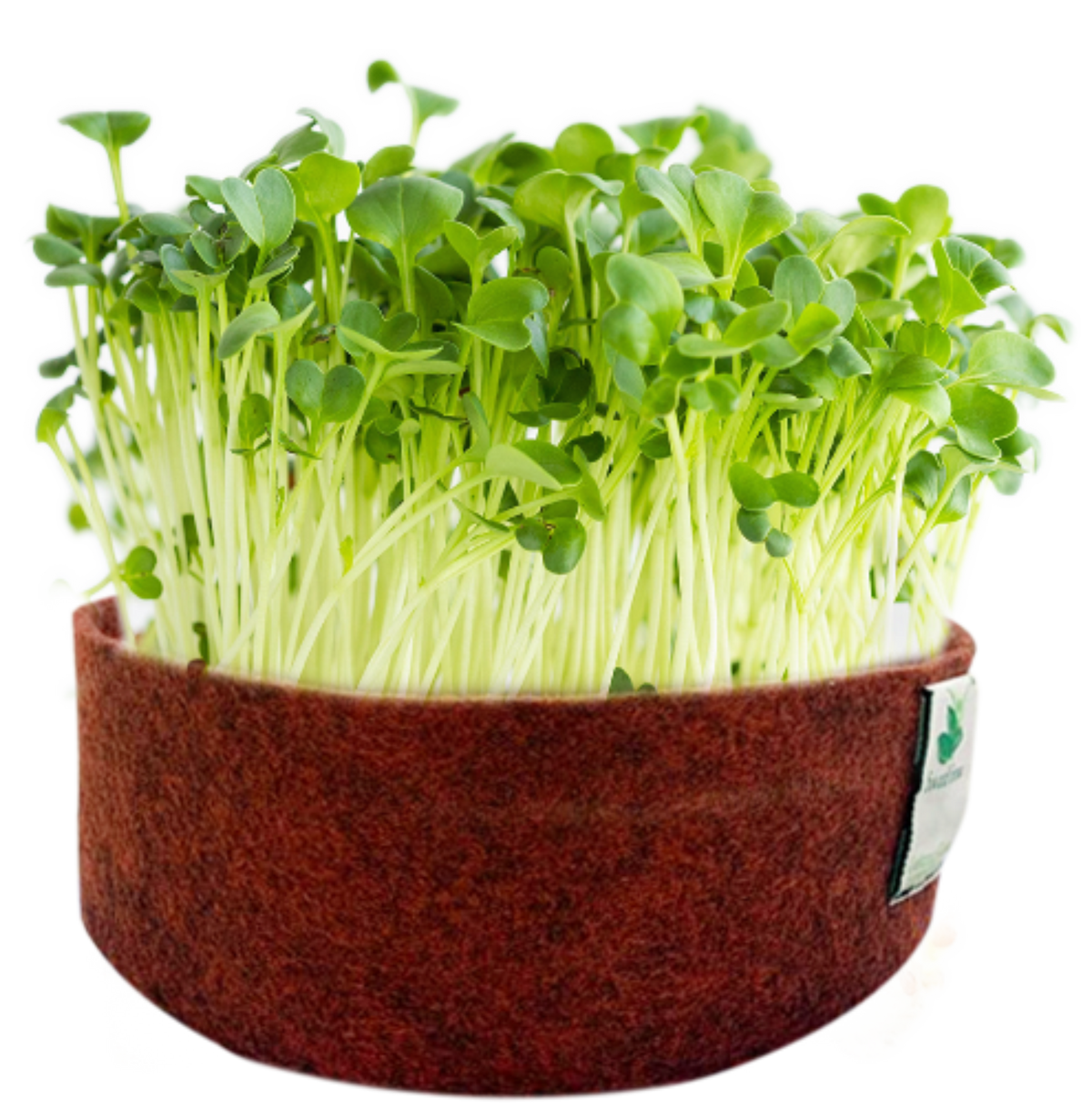 Sow and Grow Microgreens Grow Kit: Alfa Alfa and Red Amaranth - Grow 2 Microgreens | Easy to Use Kit for Beginner Gardeners