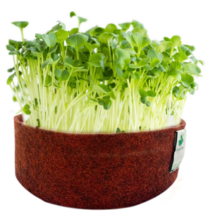 Sow and Grow Microgreens Grow Kit: Alfa Alfa and Red Amaranth - Grow 2 Microgreens | Easy to Use Kit for Beginner Gardeners