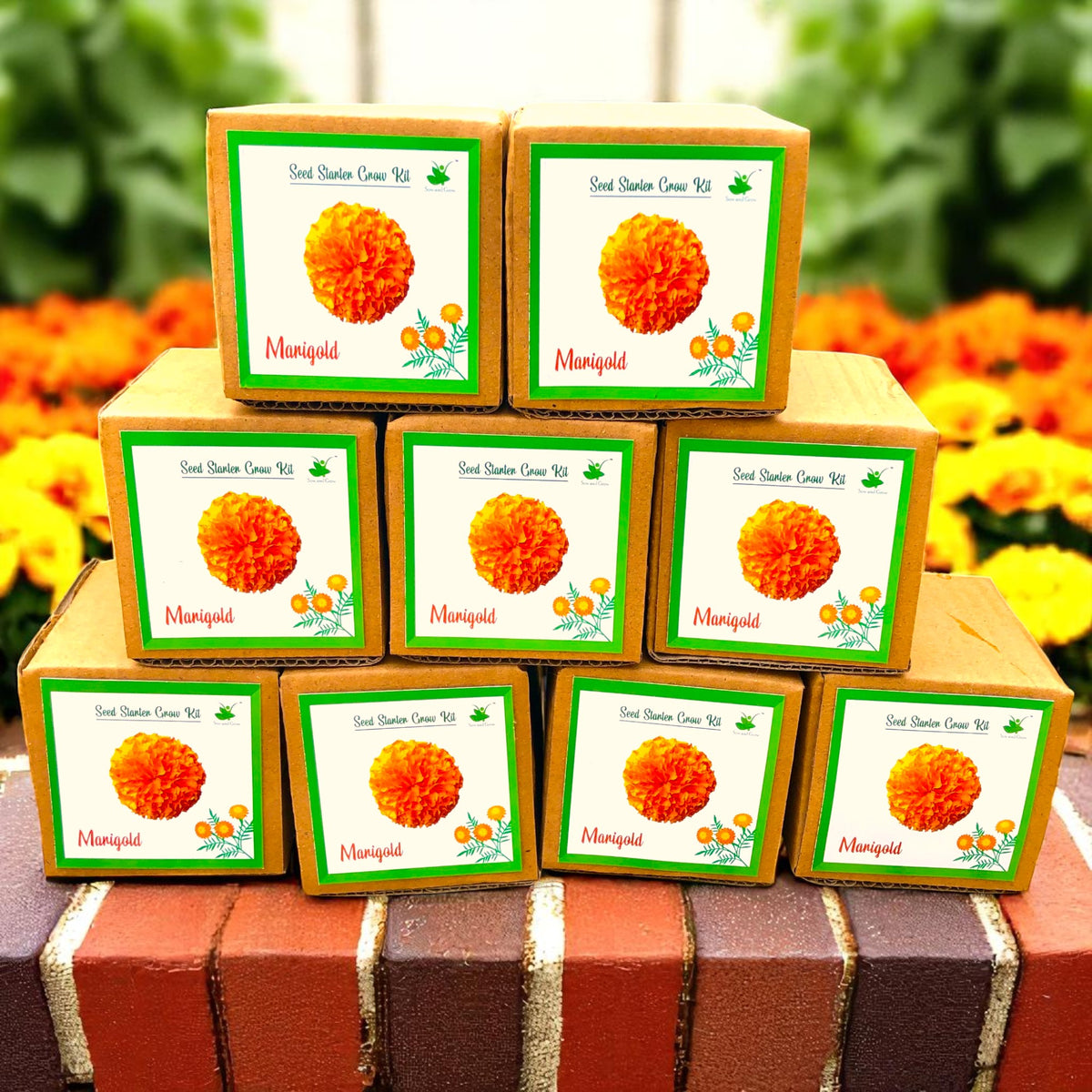 Mini Marigold Flower Grow Kits – Set of 9 | Eco-Friendly DIY Gardening Gift Pack for Kids & Adults | Return Gift Ideas