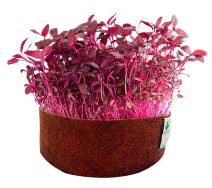 Sow and Grow Microgreens Grow Kit: Alfa Alfa and Red Amaranth - Grow 2 Microgreens | Easy to Use Kit for Beginner Gardeners