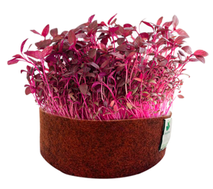 Sow and Grow Microgreens Grow Kit: Alfa Alfa and Red Amaranth - Grow 2 Microgreens | Easy to Use Kit for Beginner Gardeners
