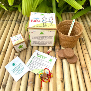 Star: Clay Rakhi with Capsicum Seeds | Combo with a DIY Grow Kit