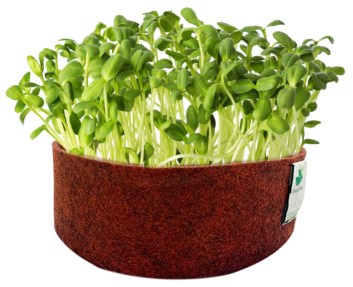 Sow and Grow Microgreens Grow Kit: Sunflower and White Radish - Grow 2 Microgreens | Easy to Use Kit for Beginner Gardeners