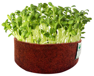 Sow and Grow Microgreens Grow Kit: Sunflower and White Radish - Grow 2 Microgreens | Easy to Use Kit for Beginner Gardeners