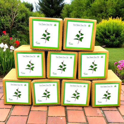Mini Rama Tulsi (Holy Basil) Grow Kits – Set of 9 | Eco-Friendly DIY Gardening Gift Pack for Kids & Adults | Return Gift Ideas