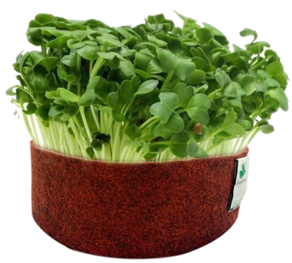 Sow and Grow Microgreens Grow Kit: Sunflower and White Radish - Grow 2 Microgreens | Easy to Use Kit for Beginner Gardeners