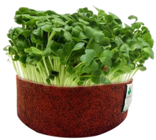Load image into Gallery viewer, Sow and Grow Microgreens Grow Kit: Sunflower and White Radish - Grow 2 Microgreens | Easy to Use Kit for Beginner Gardeners
