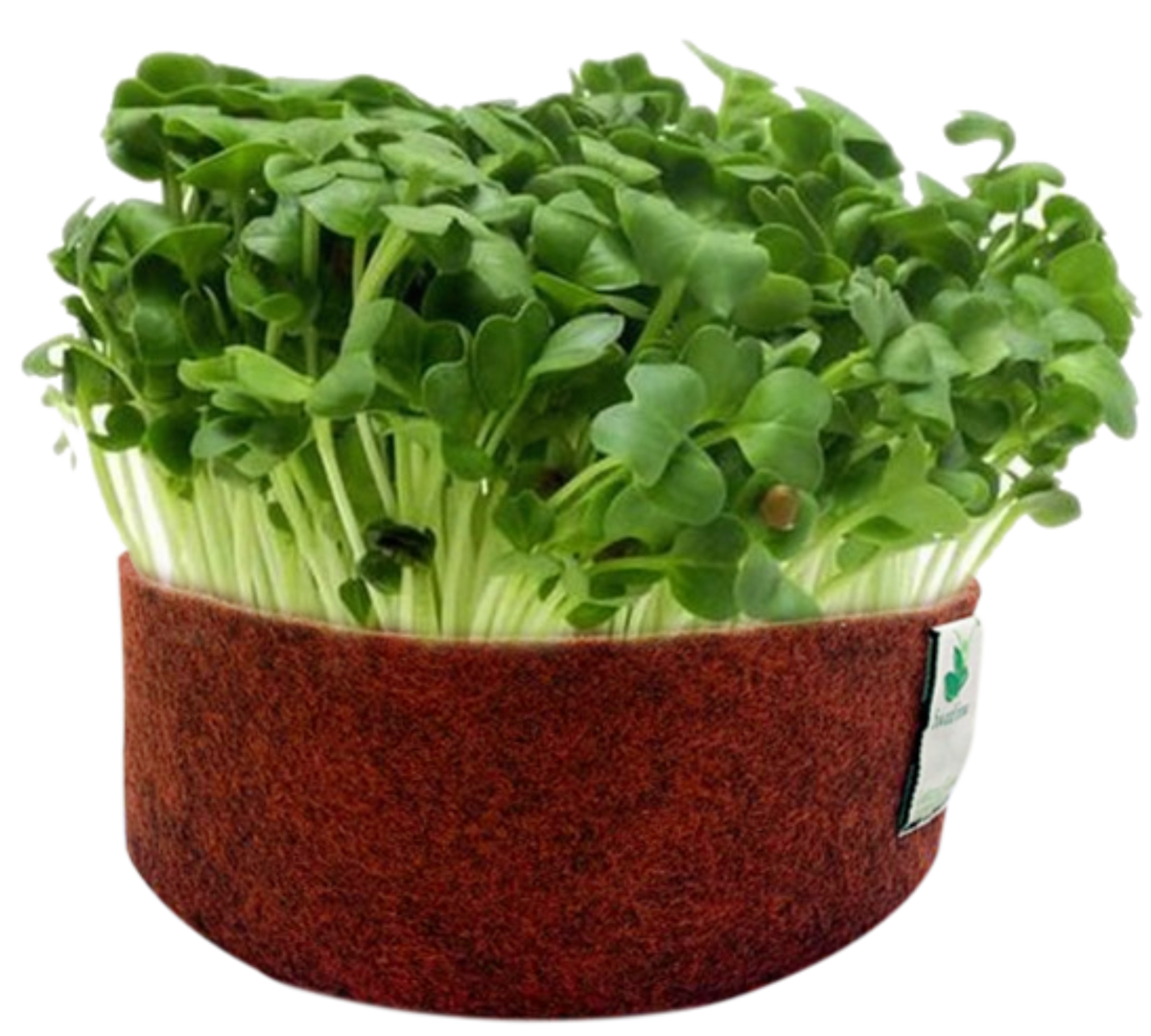 Sow and Grow Microgreens Grow Kit: Beetroot and White Radish - Grow 2 Microgreens | Easy to Use Kit for Beginner Gardeners