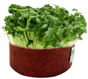 Sow and Grow Microgreens Grow Kit: Beetroot and White Radish - Grow 2 Microgreens | Easy to Use Kit for Beginner Gardeners