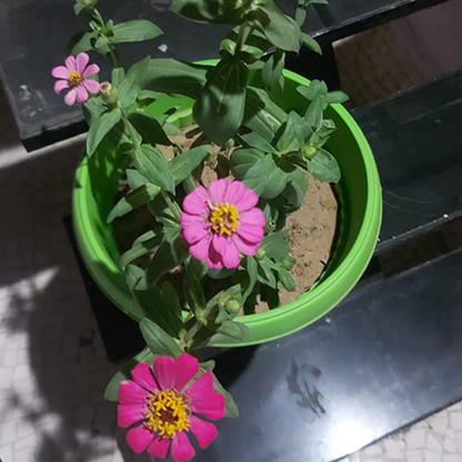 Zinnia Seed Starter Grow Kit – Pack of 6 | DIY Easy Grow-it-Yourself Gardening Kit for Home & Garden | A Complete Beginner Gardeners Gardening Set