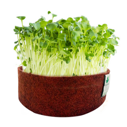 Microgreens Grow Kit: Alfa Alfa 30 grams || Easy to Use Kit for Beginner Gardeners