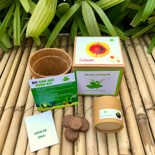 Sow and Grow DIY Gardening Kit of Gaillardia Flowers || | Best suited for 25-40 degrees temperatures