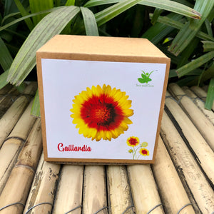 Sow and Grow DIY Gardening Kit of Gaillardia Flowers || | Best suited for 25-40 degrees temperatures