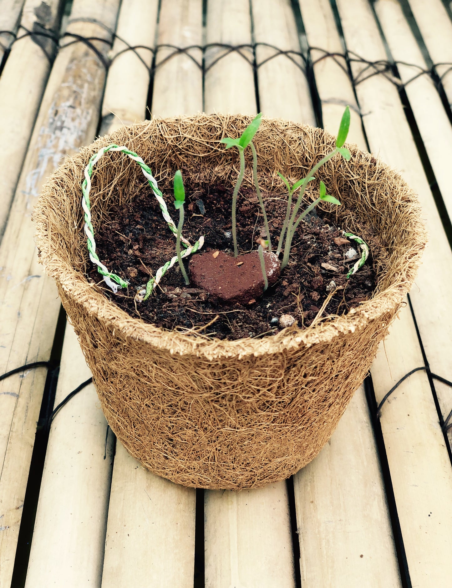 Heart: Clay Rakhi with Tomato Seeds | Combo with a DIY Grow Kit
