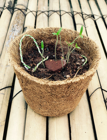 Heart: Clay Rakhi with Tomato Seeds | Combo with a DIY Grow Kit