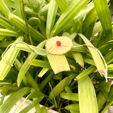 Load image into Gallery viewer, Thread Rakhi with Italian Basil Seeds | Combo with a DIY Gardening Kit
