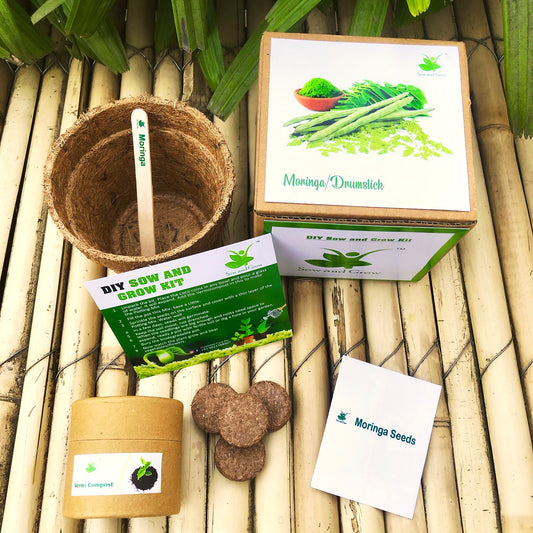 Sow and Grow DIY Gardening Kit of Moringa/ Drumstick | Grow it Yourself Seed Starter Grow Kit of Medicinal Plants for Beginner Gardeners
