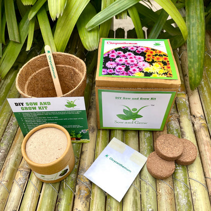 DIY Gardening 6 Winter Flower Kits Combo | Chrysanthemum + Petunia + Verbena + Ice Plant + Aster + Dahlia