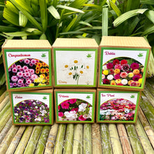 Load image into Gallery viewer, DIY Gardening 6 Winter Flower Kits Combo | Chrysanthemum + Petunia + Verbena + Ice Plant + Aster + Dahlia
