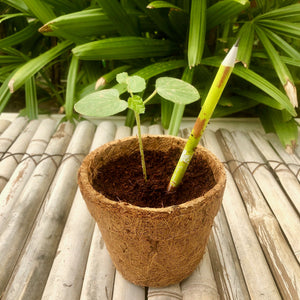 Brown Box Collection: 10 Seed Pencils + 1 Seed Diary + 1 Seed ball