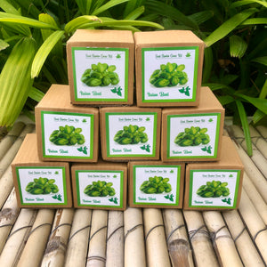 Sow and Grow Mini Grow Kits of Italian Basil: Set of 9