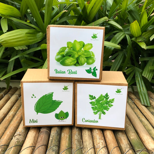 DIY Gardening Herb Kits | Mint + Coriander + Italian Basil