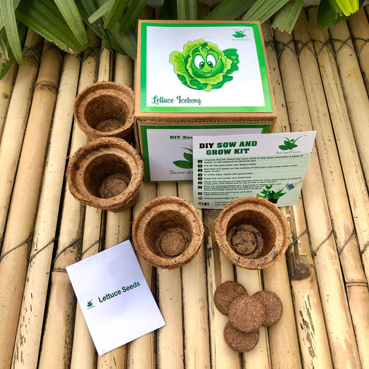 Sow and Grow DIY Gardening Kit of Lettuce Iceberg (Grow it Yourself Salad Kit)